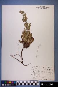 Phacelia integrifolia image